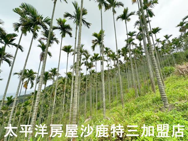 中寮山坡地-2